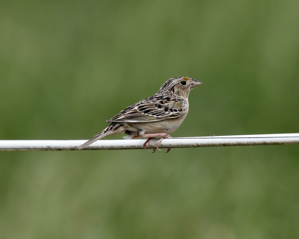 Grasshopper Sparrow - Debbie Kosater
