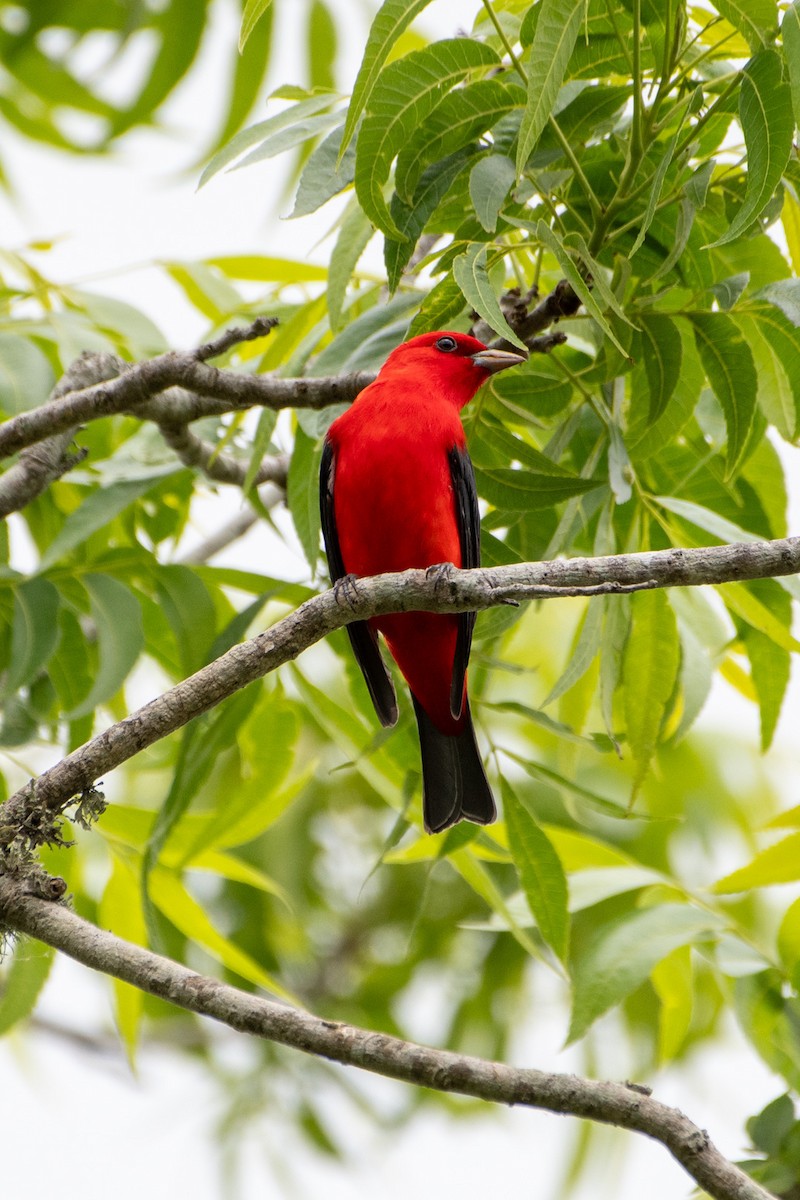 Scarlet Tanager - ML617887272