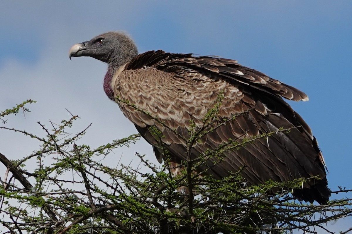 Lappet-faced Vulture - ML617887314