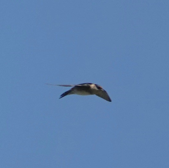 Cave Swallow - ML617887362