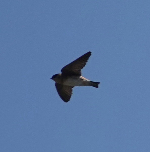 Cave Swallow - ML617887363