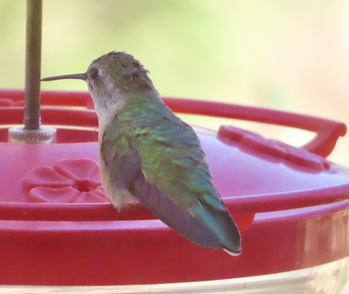 Broad-tailed Hummingbird - ML617887384