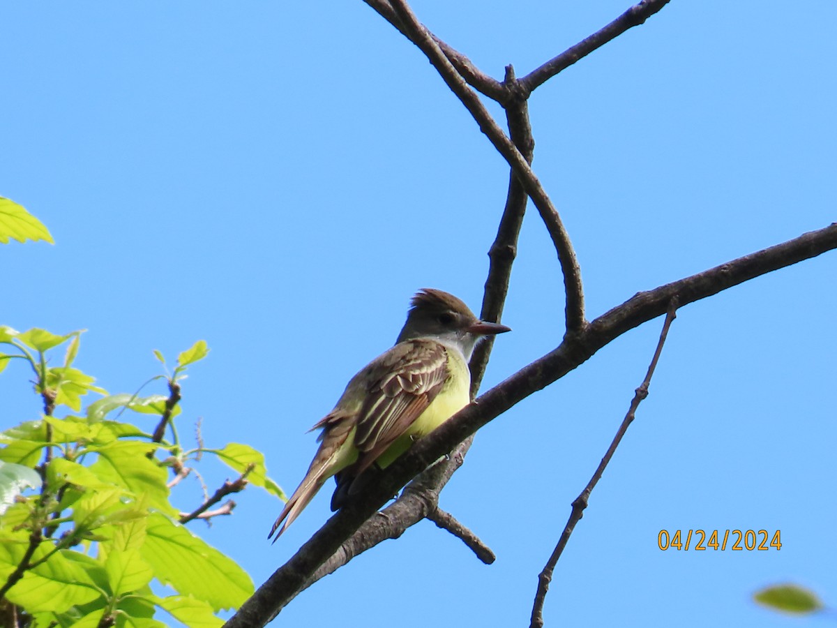 Great Crested Flycatcher - Penelope Reighart