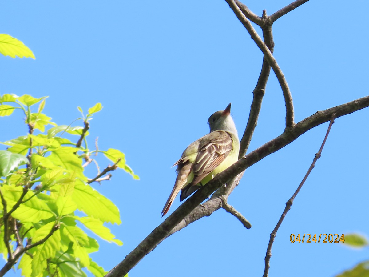 Great Crested Flycatcher - ML617887452