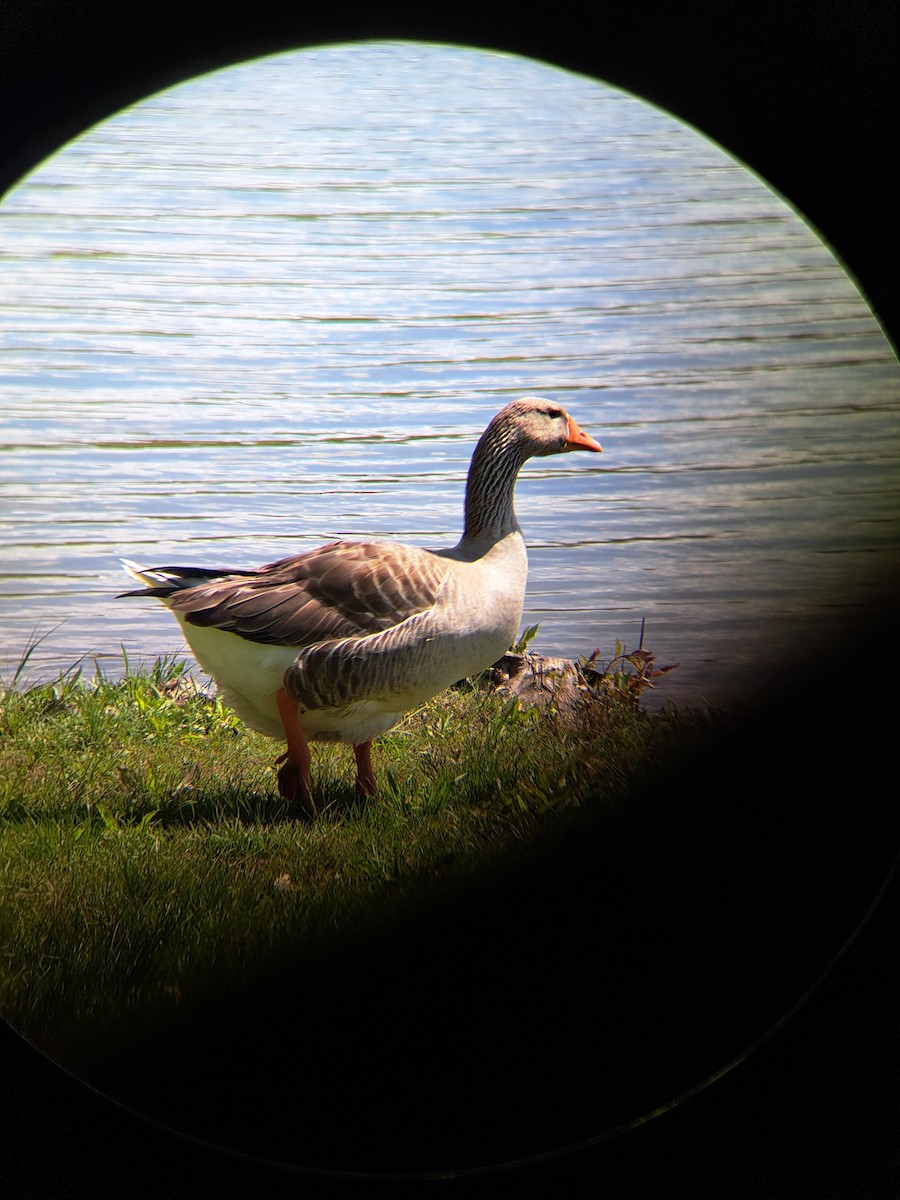 Domestic goose sp. (Domestic type) - Rob Walker