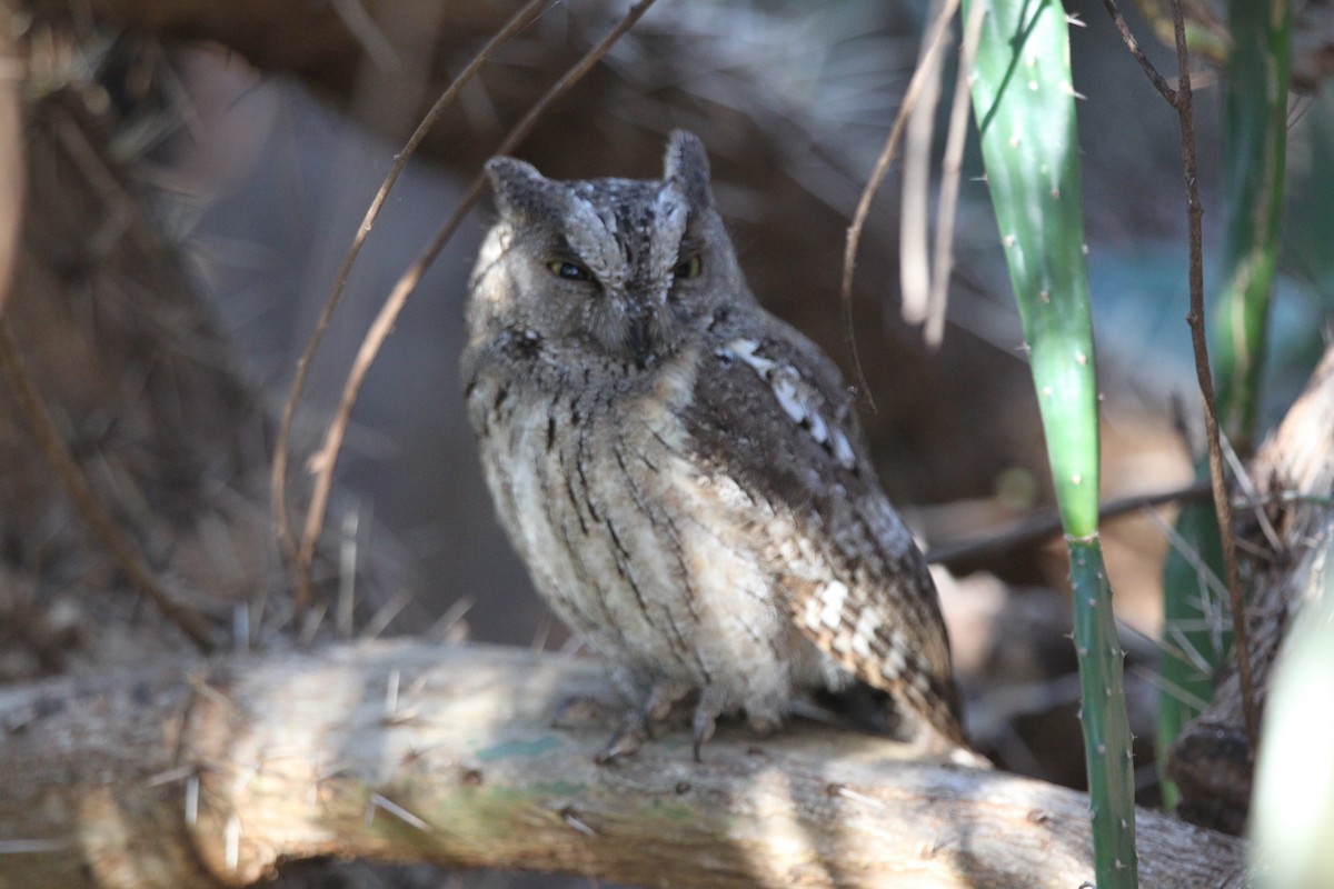 Madagascar Scops-Owl (Torotoroka) - ML617887489
