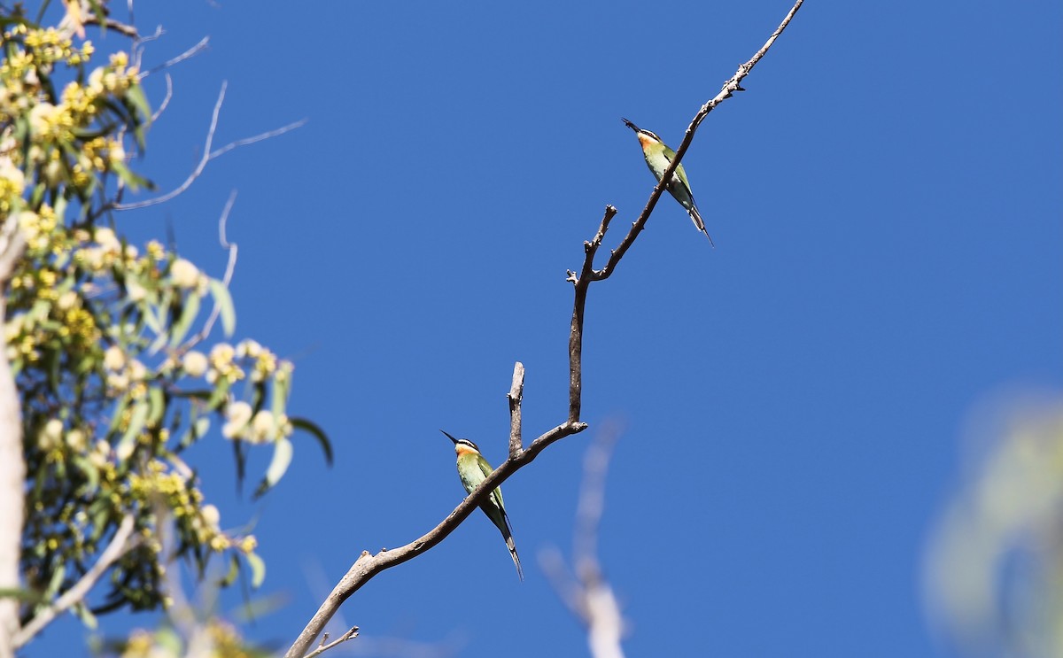 Madagascar Bee-eater - ML617887504