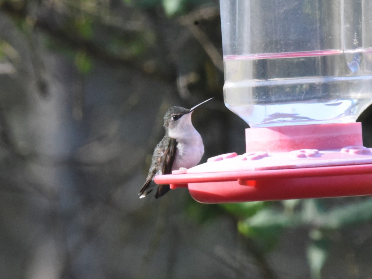 Ruby-throated Hummingbird - ML617887548