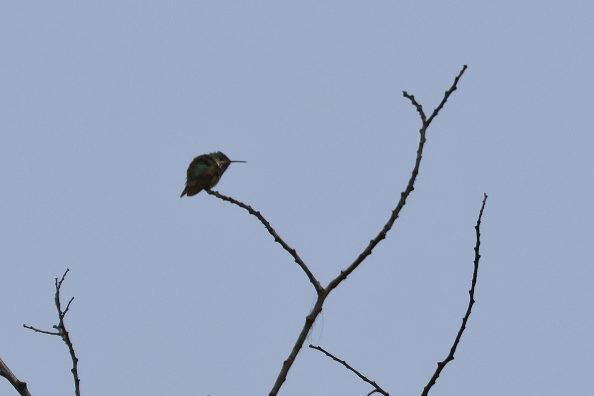 Calliope Hummingbird - ML617887572