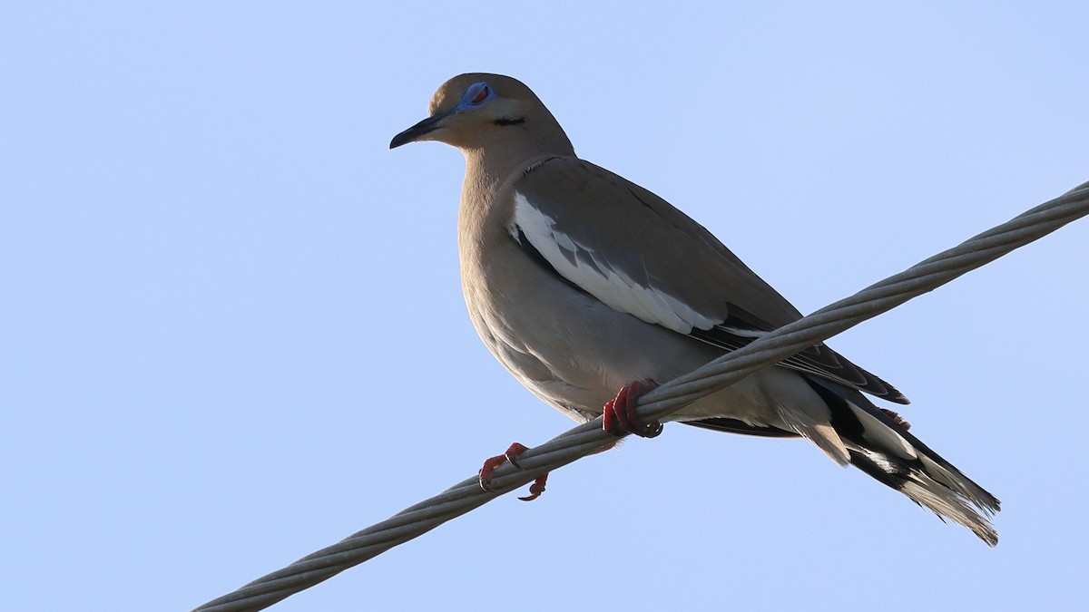 White-winged Dove - ML617887573