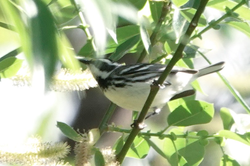 Black-throated Gray Warbler - ML617887599