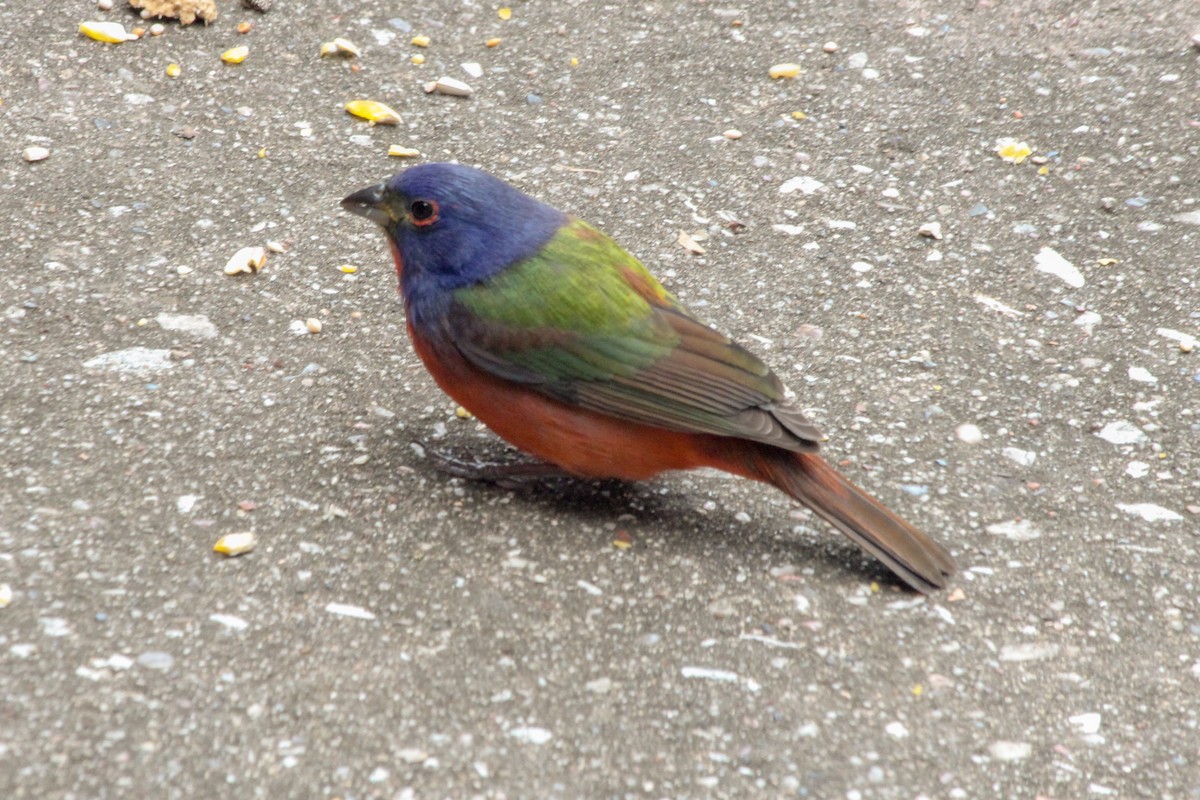 Painted Bunting - ML617887628