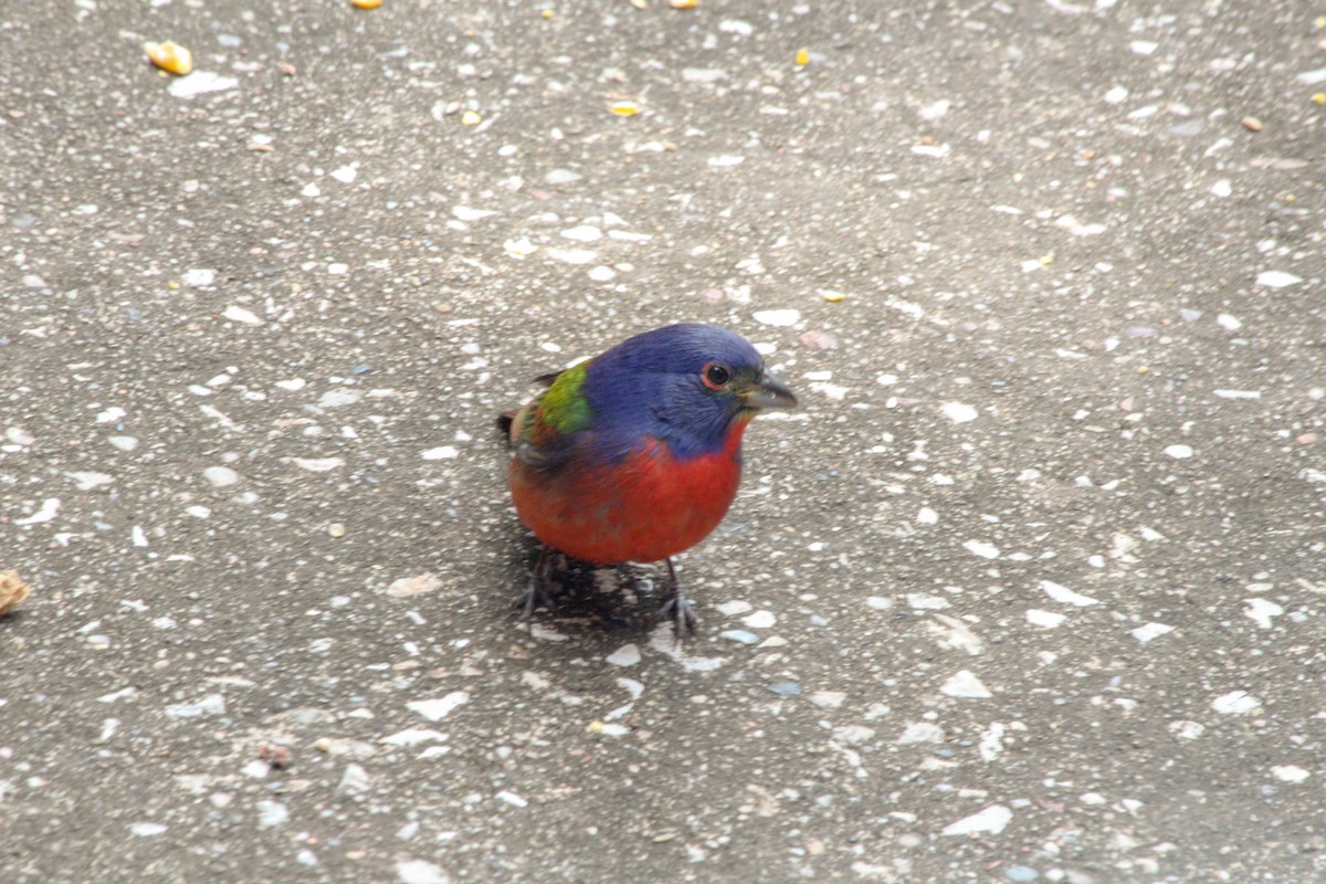 Painted Bunting - ML617887629