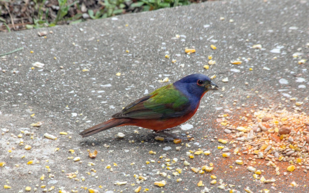 Painted Bunting - ML617887631