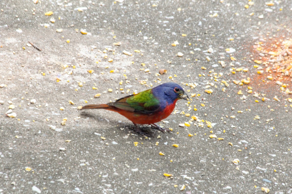 Painted Bunting - ML617887633