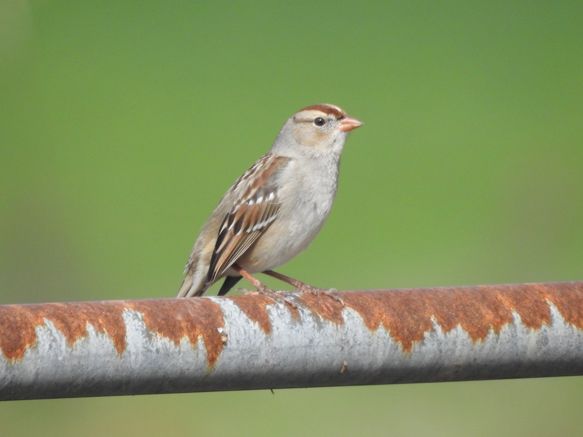 White-crowned Sparrow - ML617887638
