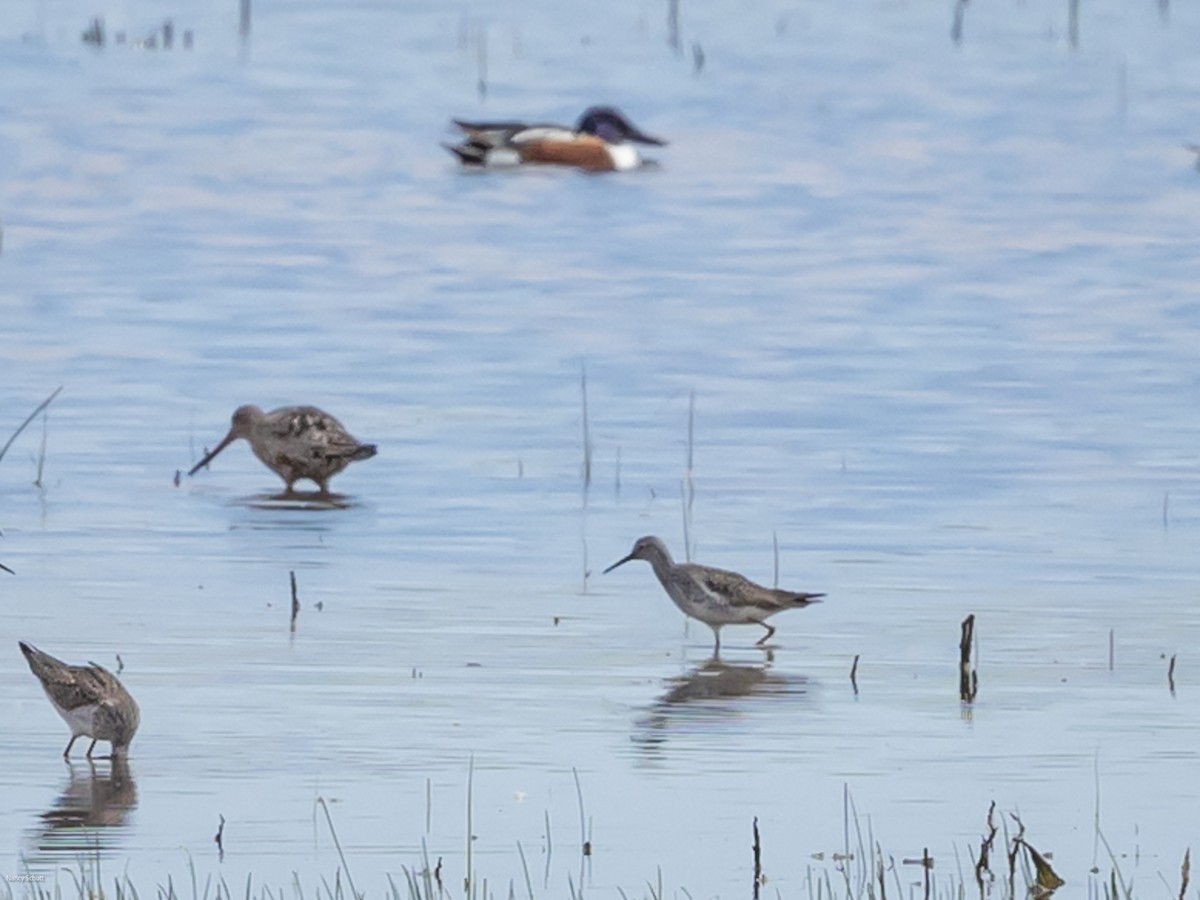 Long-billed Dowitcher - ML617887656