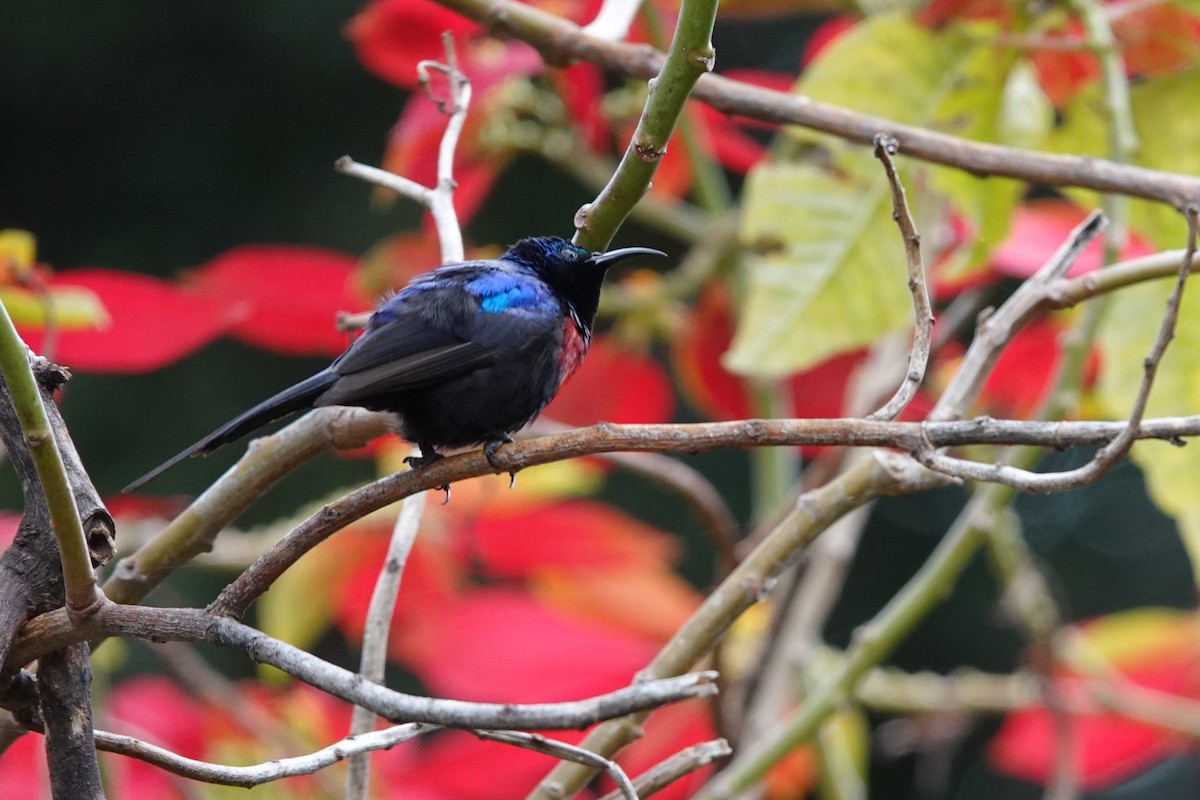 Red-chested Sunbird - ML617887704