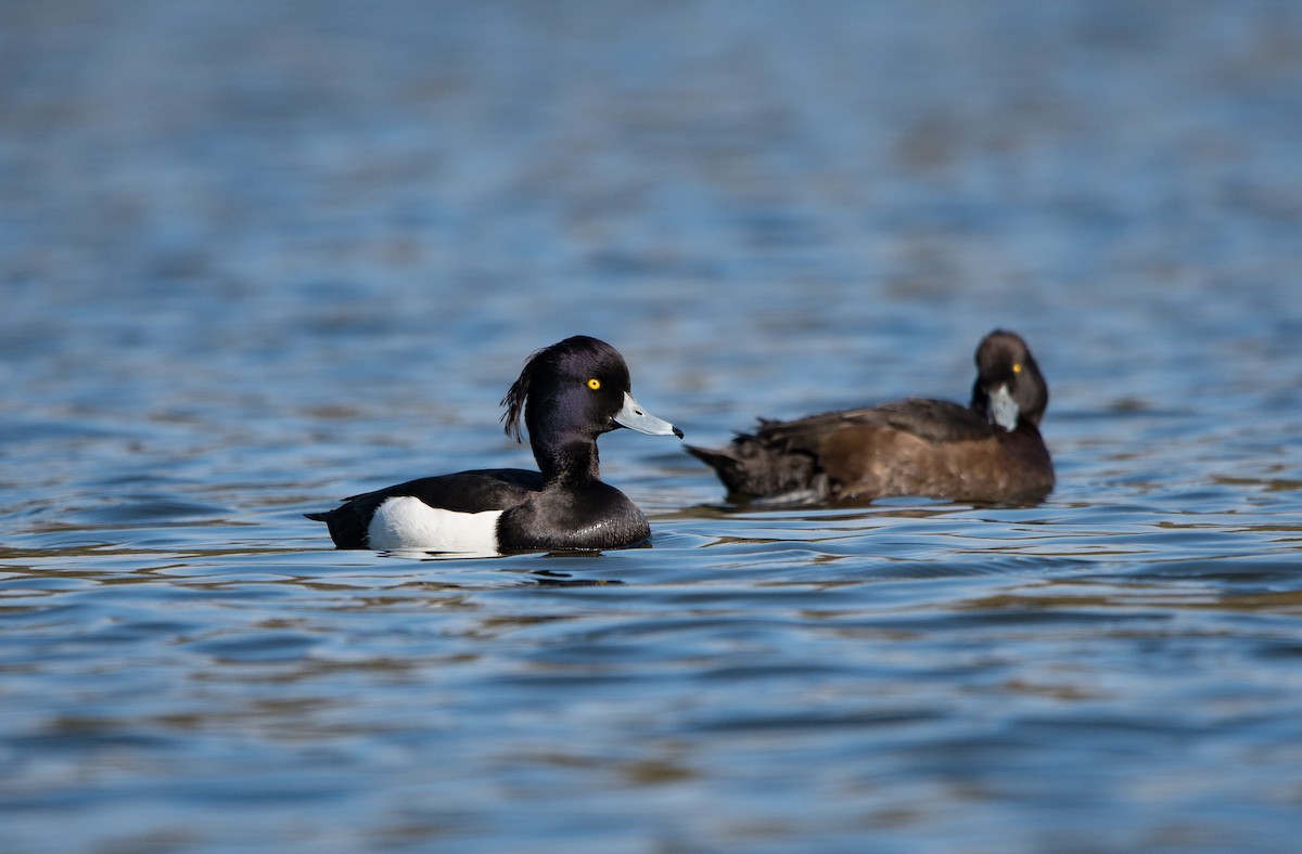 Tufted Duck - ML617887710