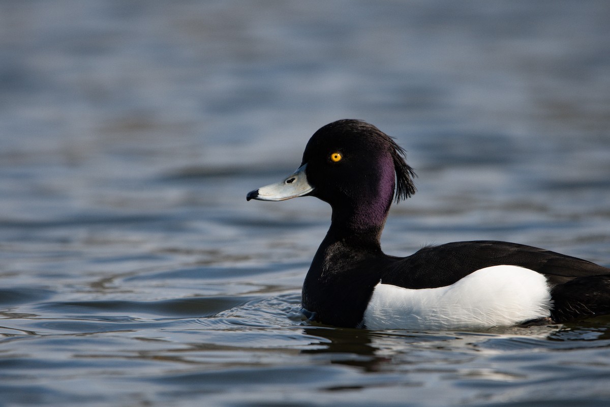 Tufted Duck - ML617887711