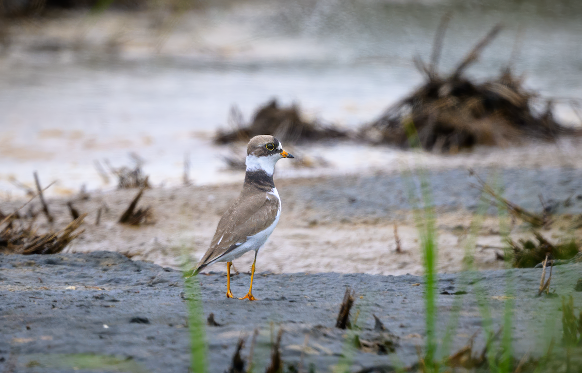 Semipalmated Plover - ML617887730