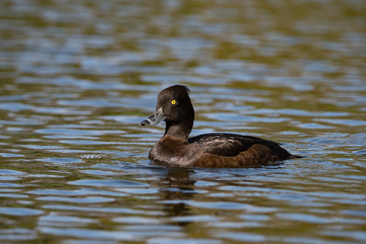Tufted Duck - ML617887737