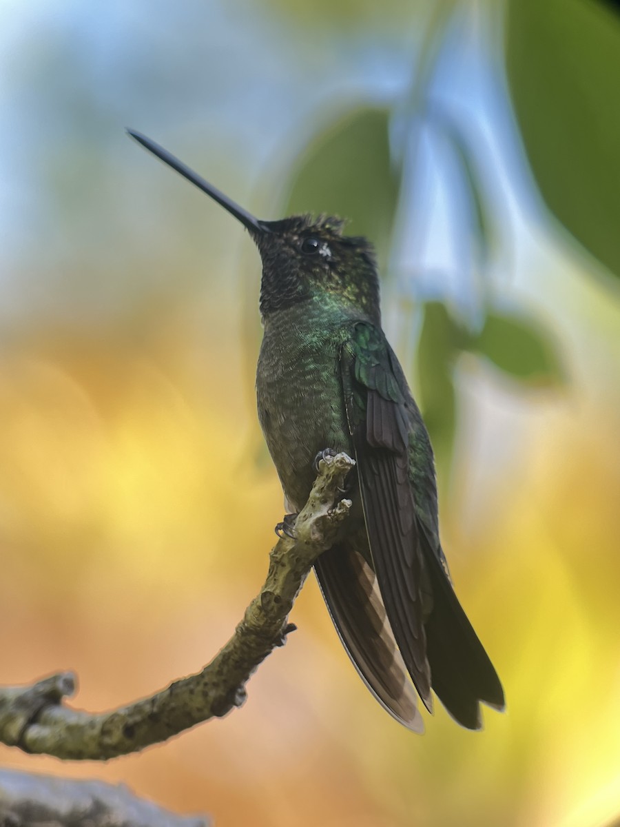 Talamanca Hummingbird - ML617887747