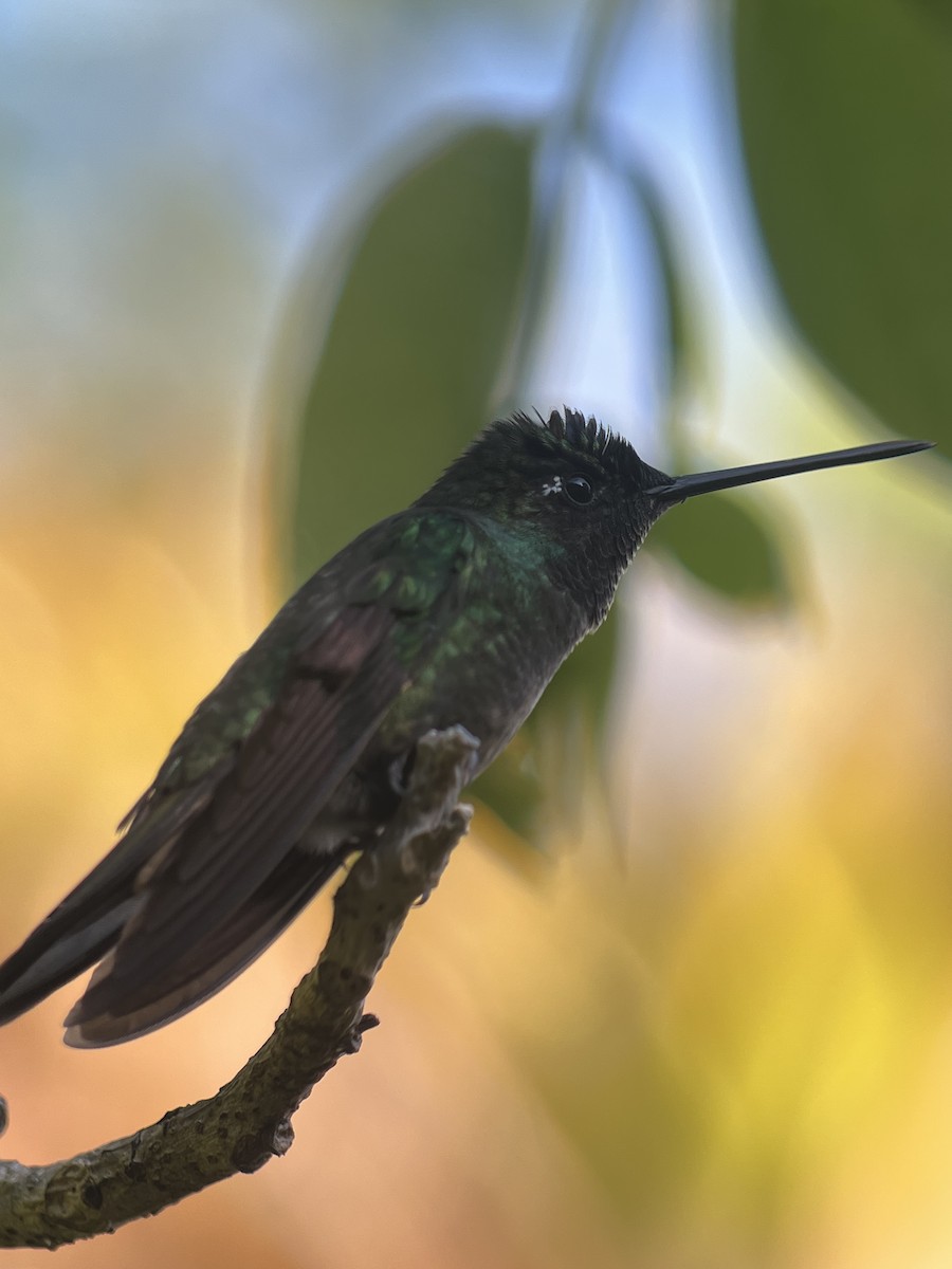 Talamanca Hummingbird - ML617887762
