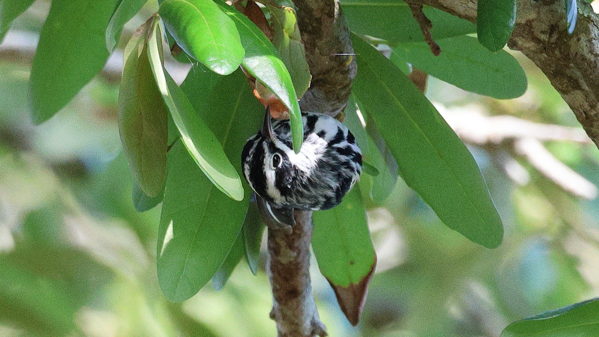 Black-and-white Warbler - ML617887788