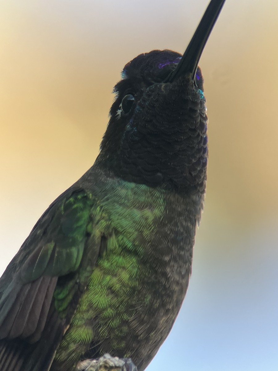 Talamanca Hummingbird - ML617887802