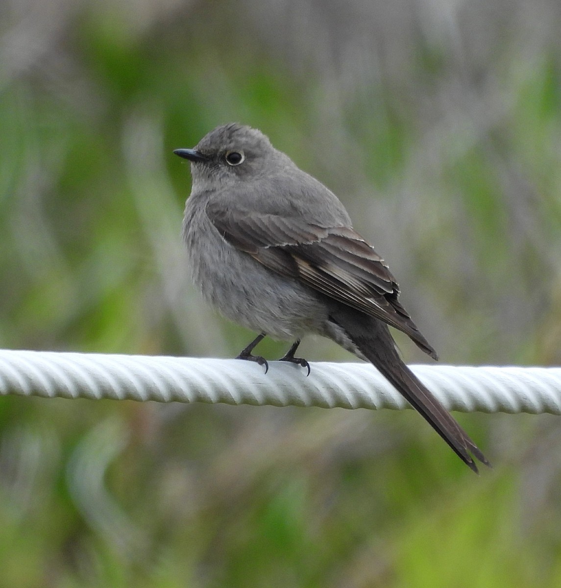 Townsend's Solitaire - ML617887805