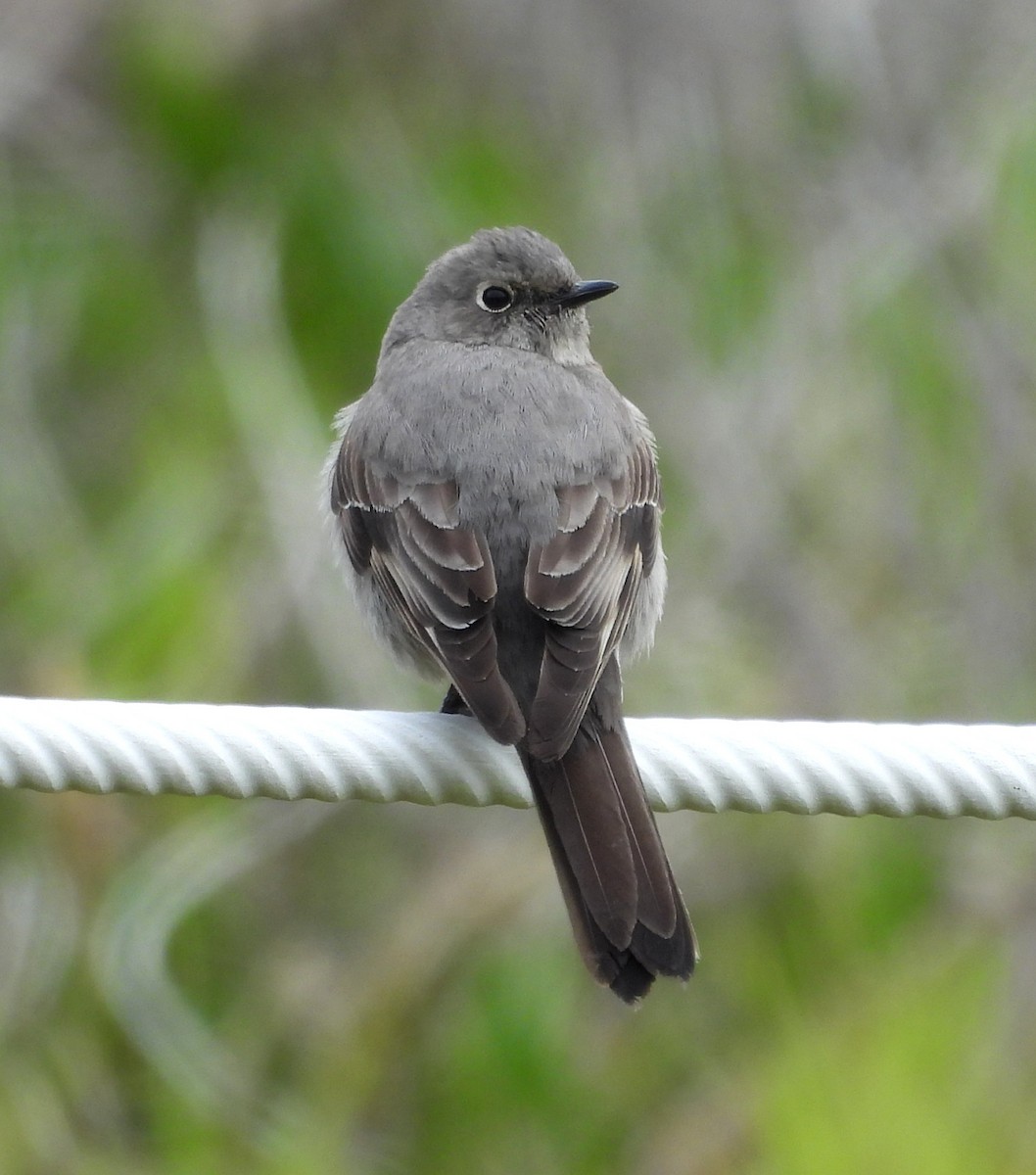 Townsend's Solitaire - Sarah Hobart