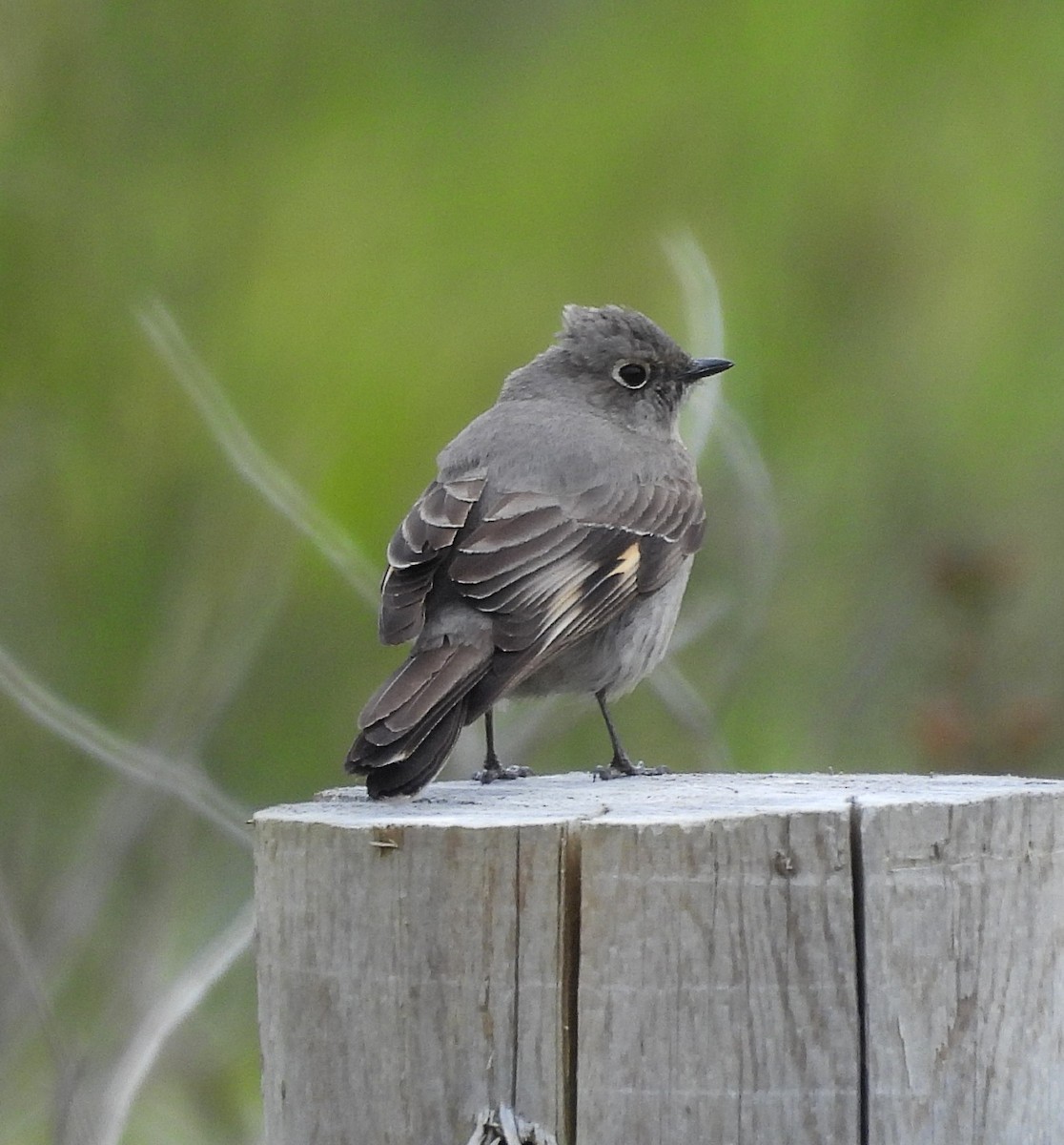 Townsend's Solitaire - ML617887807