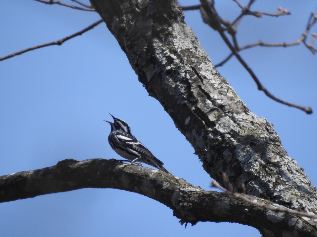 Black-and-white Warbler - ML617887808