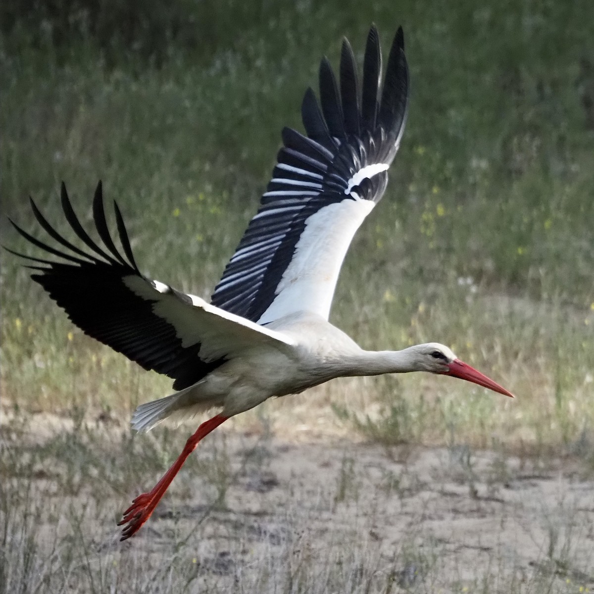 White Stork - Francisco Rivas  🪶