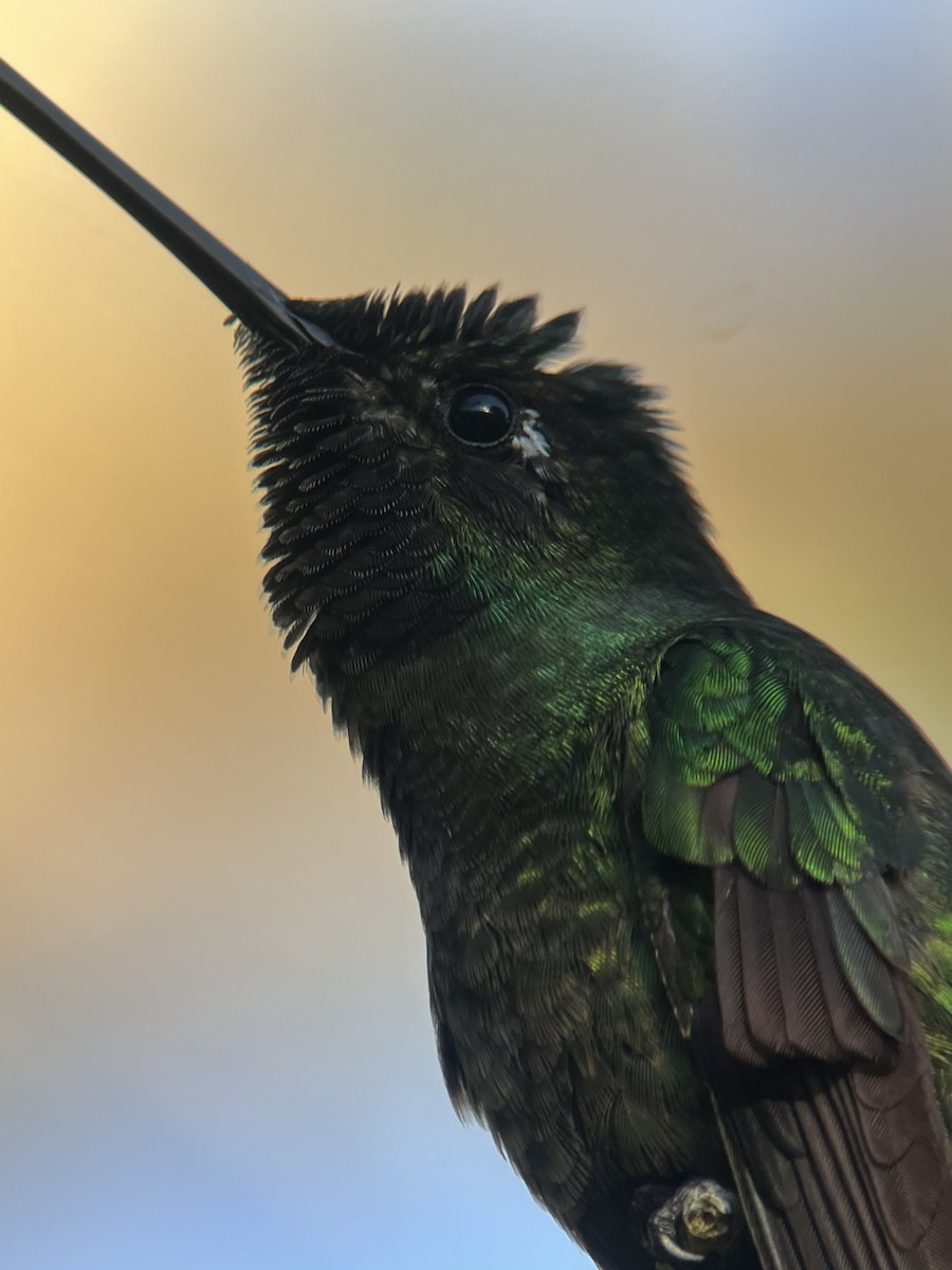 Talamanca Hummingbird - ML617887829