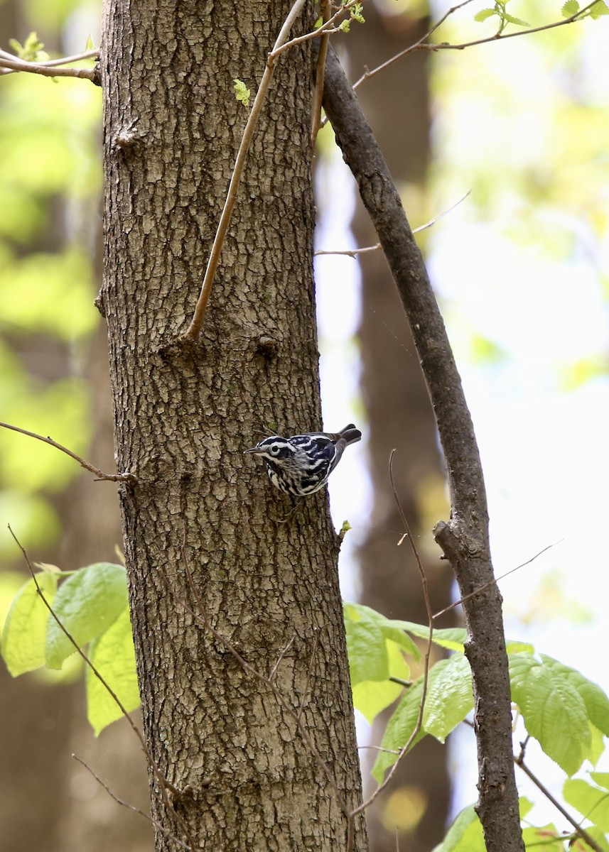 Black-and-white Warbler - ML617887840