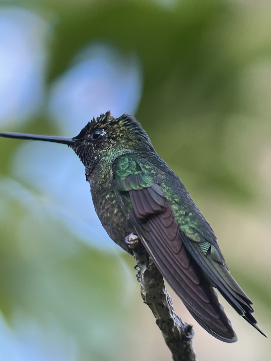 Talamanca Hummingbird - Rogers "Caribbean Naturalist" Morales