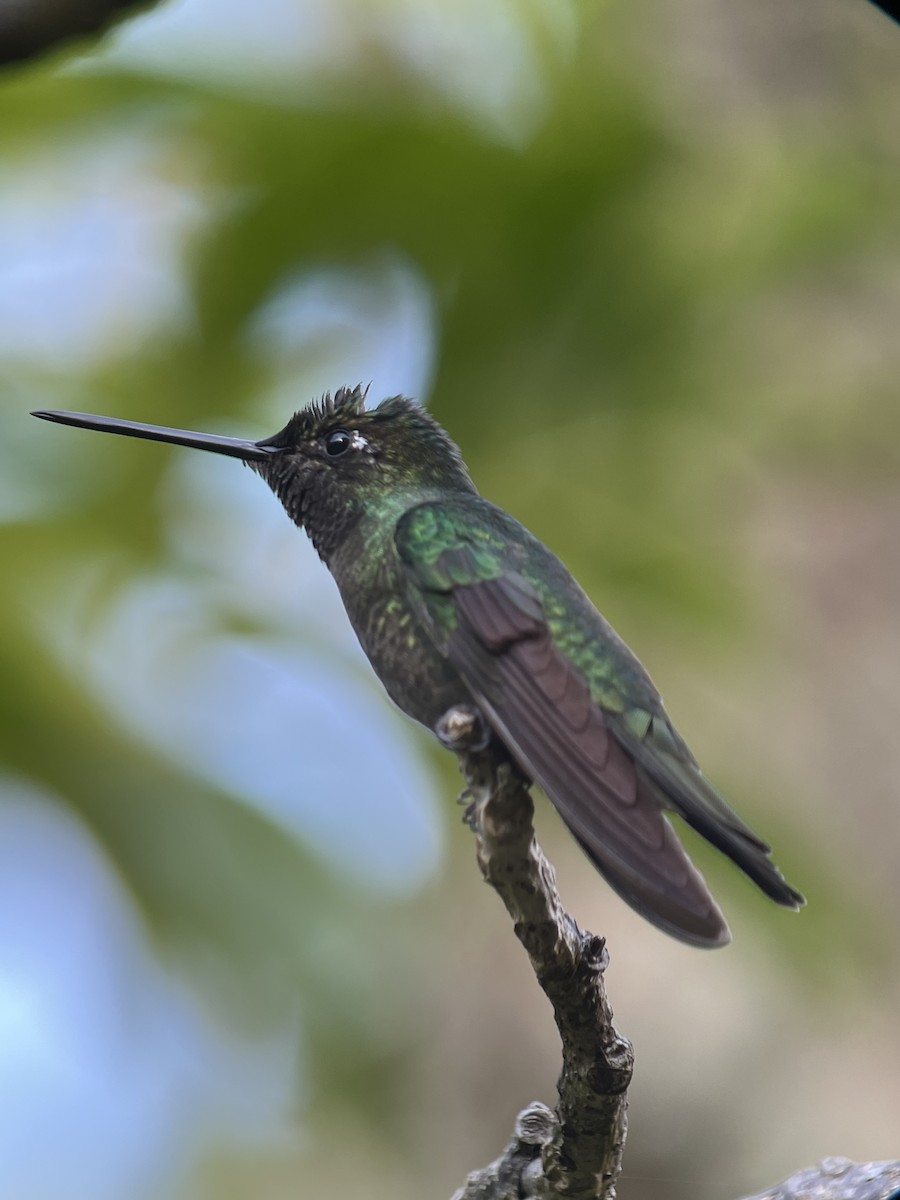 Talamanca Hummingbird - ML617887847