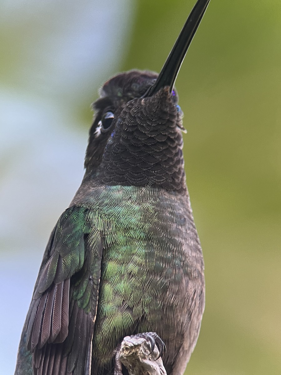 Talamanca Hummingbird - ML617887858