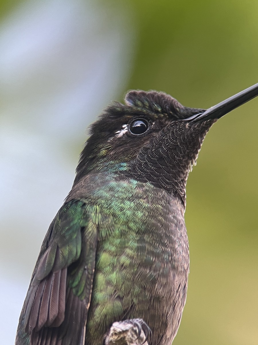 Talamanca Hummingbird - Rogers "Caribbean Naturalist" Morales