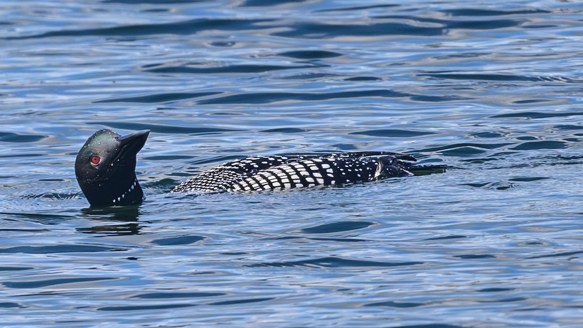 Common Loon - Bruce Kennedy