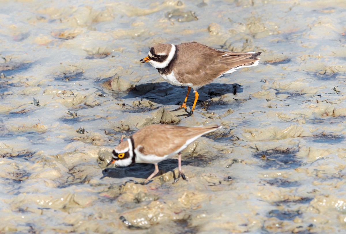Common Ringed Plover - ML617887910