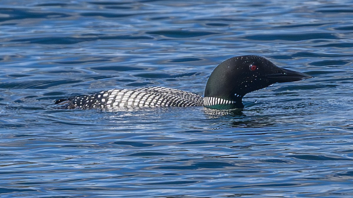 Common Loon - Bruce Kennedy