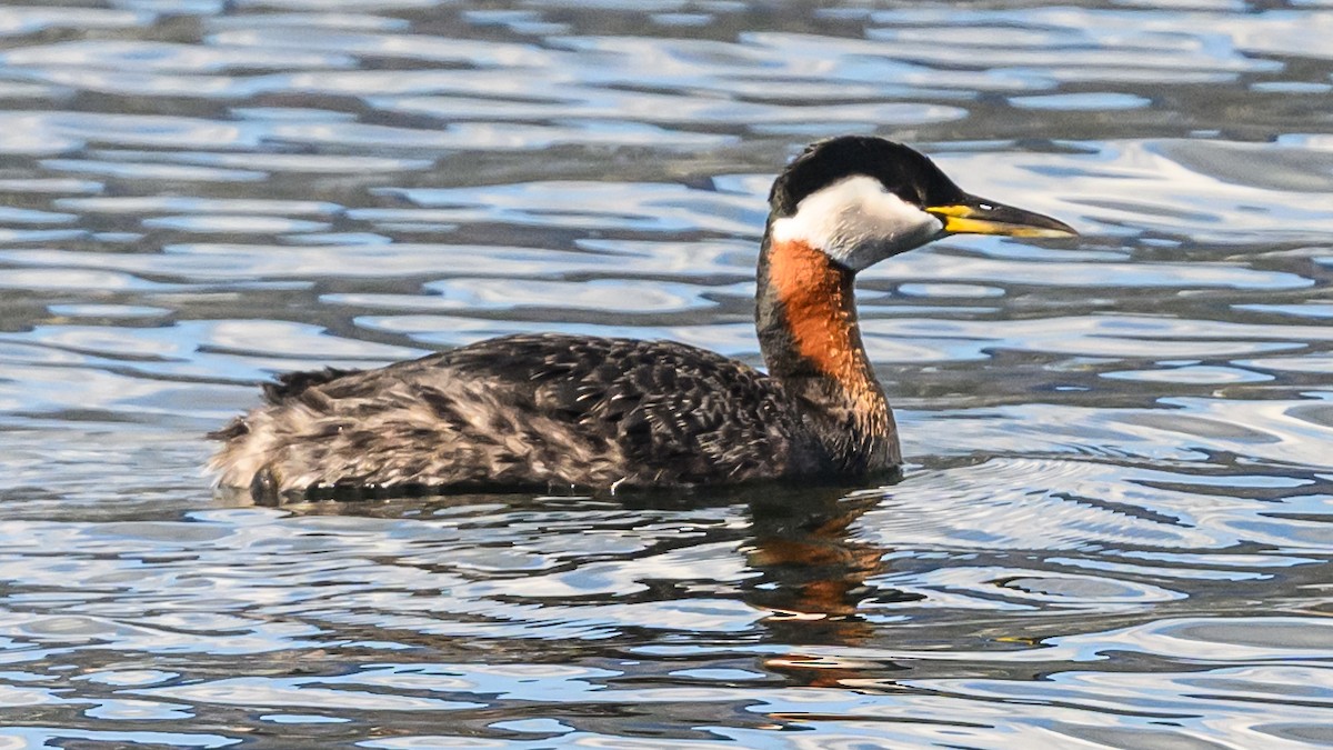 Red-necked Grebe - ML617887925