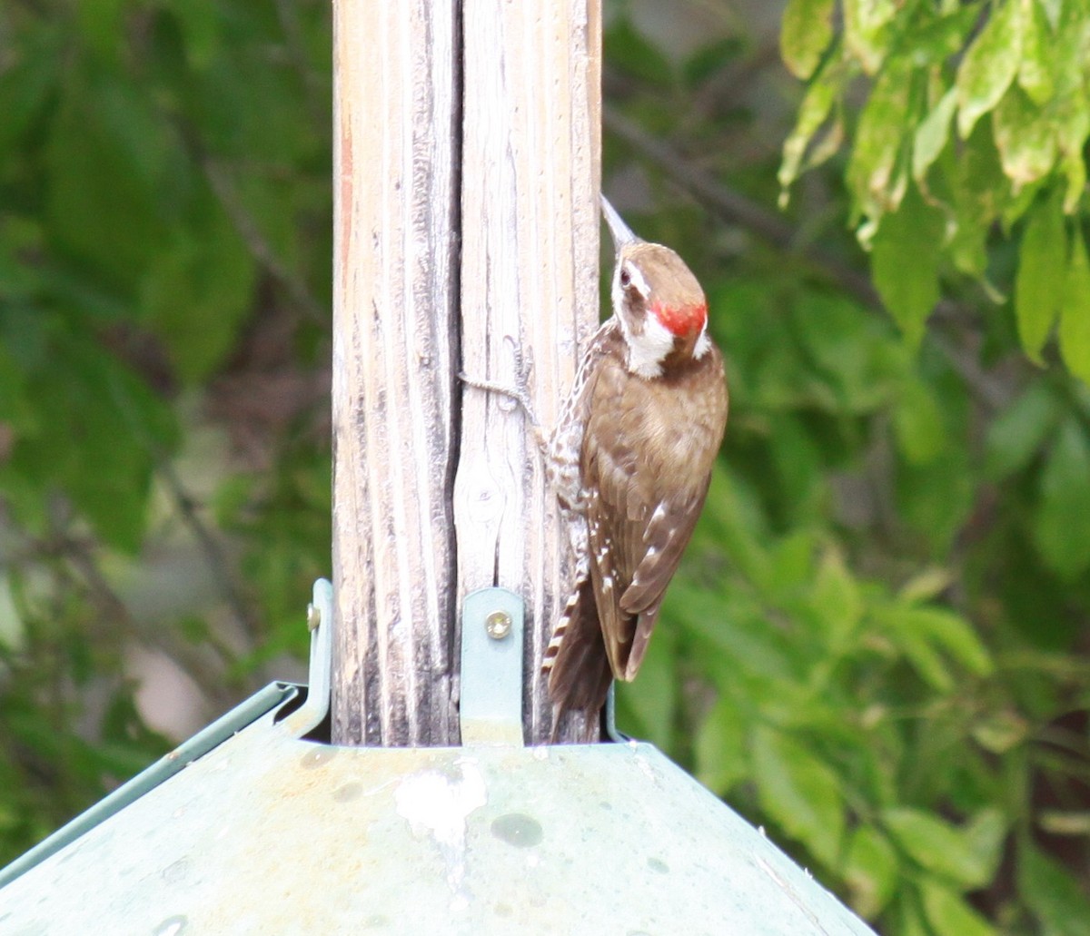Arizona Woodpecker - ML617887933