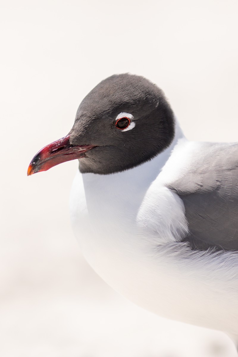 Laughing Gull - Andrew Edwards