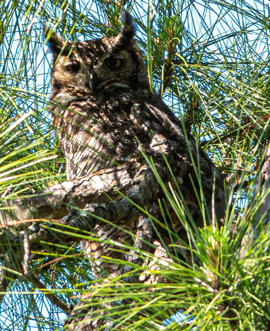 Great Horned Owl - ML617888027