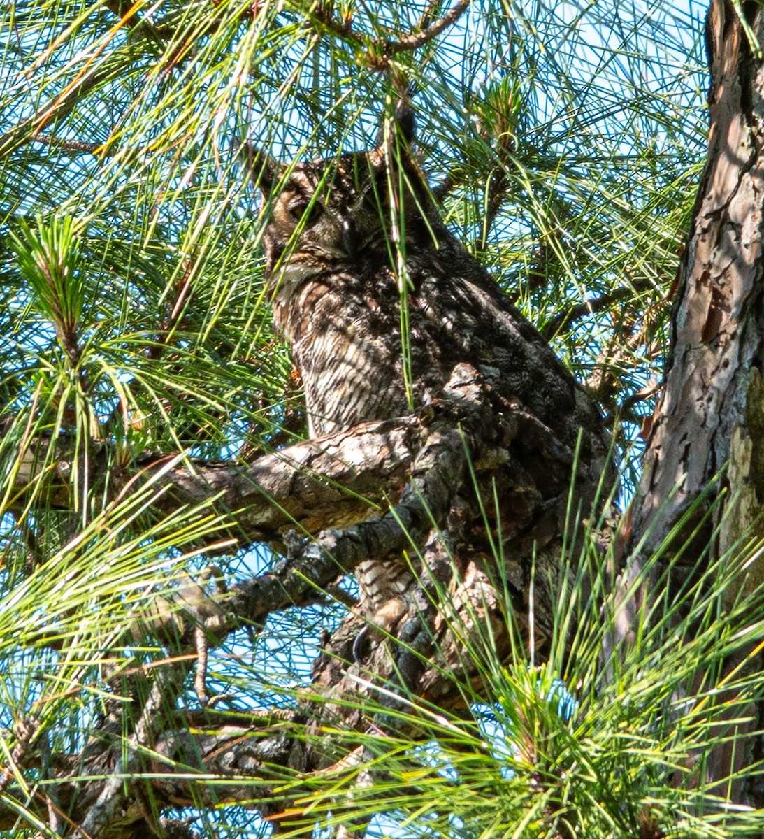 Great Horned Owl - ML617888028