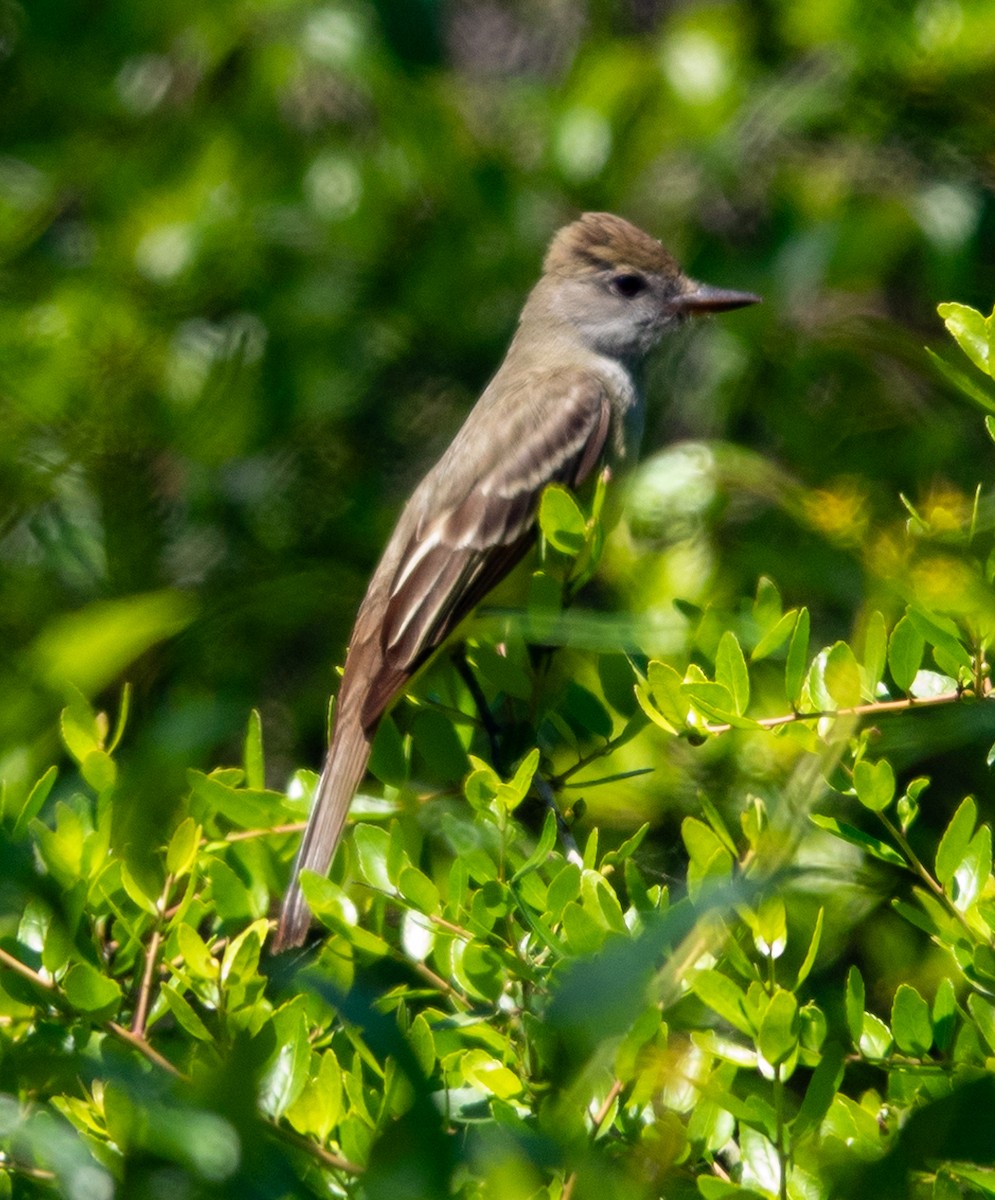 Great Crested Flycatcher - ML617888049